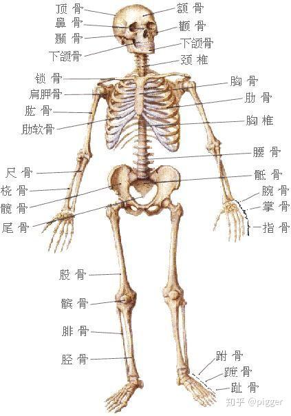 在野外捡到一个疑似人类大腿骨的骨头