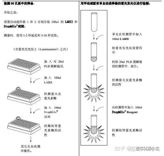 miRNA荧光素酶实验完全攻略