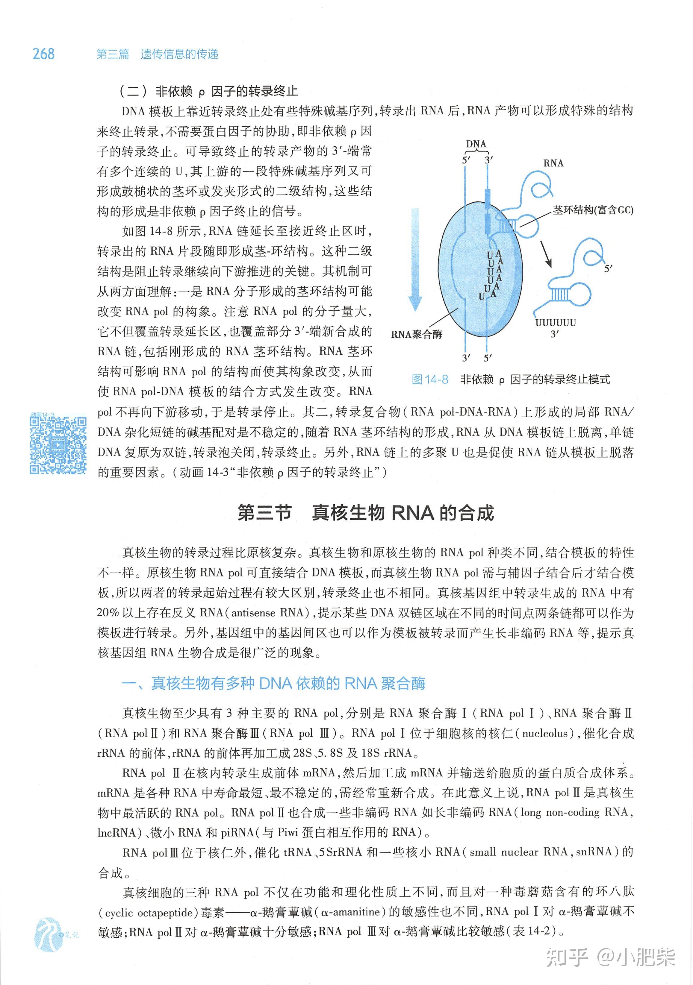 生化课本带读-第十四章 RNA合成(转录) - 知乎
