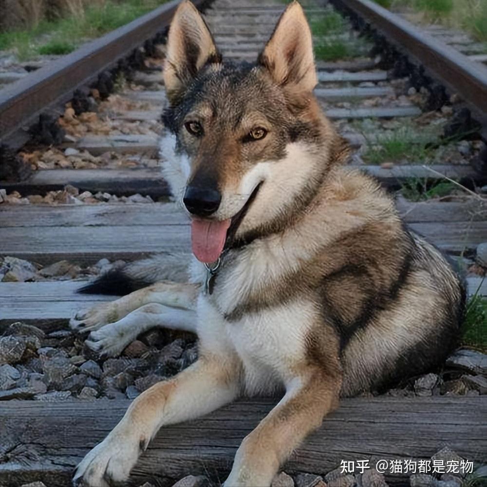 最不像狗的“捷克狼犬”,到底有什么魅力? - 知乎