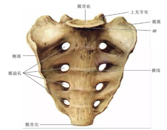 骶骨正中嵴图片图片