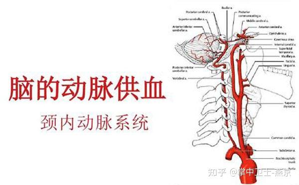 头颈部血管分段图片