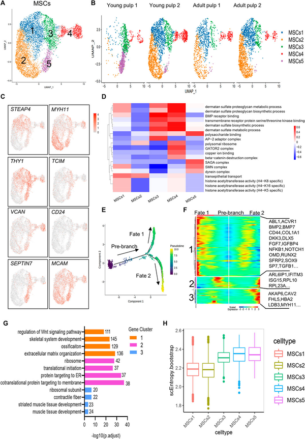 项目文章 | 单细胞测序揭示人牙髓细胞的时空景观 - 知乎
