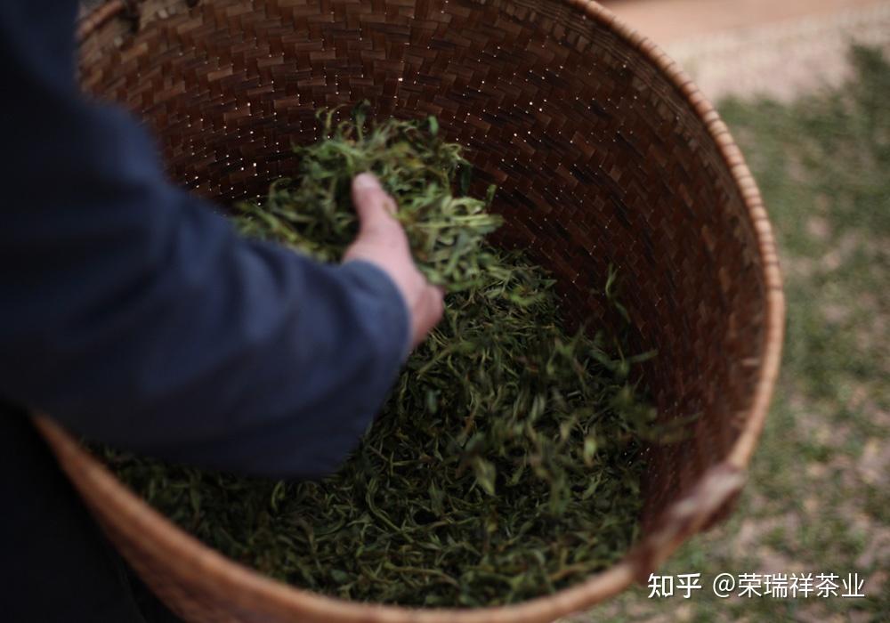 什么是揉捻?影响揉捻的因素有哪些?揉捻时有哪些具体要求? - 知乎