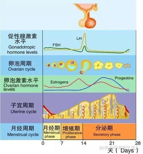 女性卵泡总数解密：平均数量、影响因素和健康影响 (女性卵泡总数是多少)