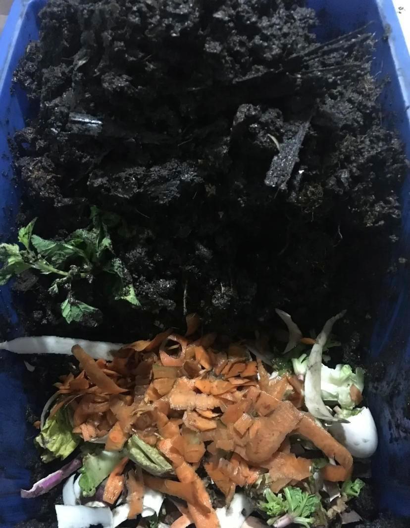 阳台种菜用什么土网友都说我的土真黑看着真肥沃是好土