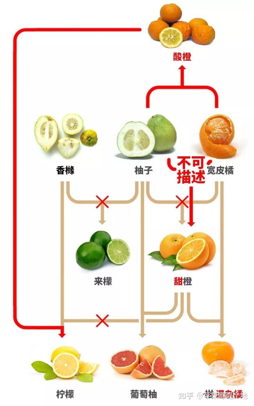 柑橘家族橙子橘子和柚子之间不能说的秘密太瞎眼睛