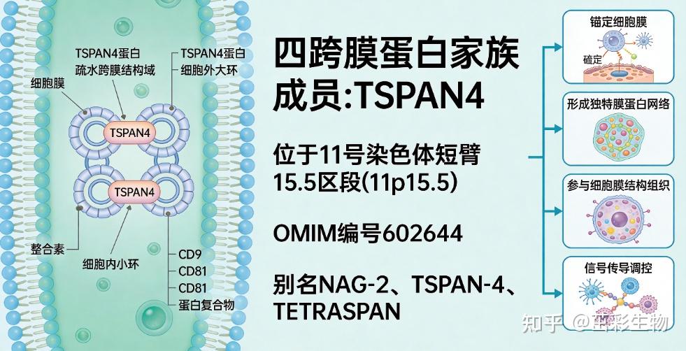 人四旋蛋白4(TSPAN4)ELISA试剂盒_新闻资讯_第1张_活检穿刺产品网 人四旋蛋白4(TSPAN4)ELISA试剂盒_https://www.jmylbn.com_新闻资讯_第1张
