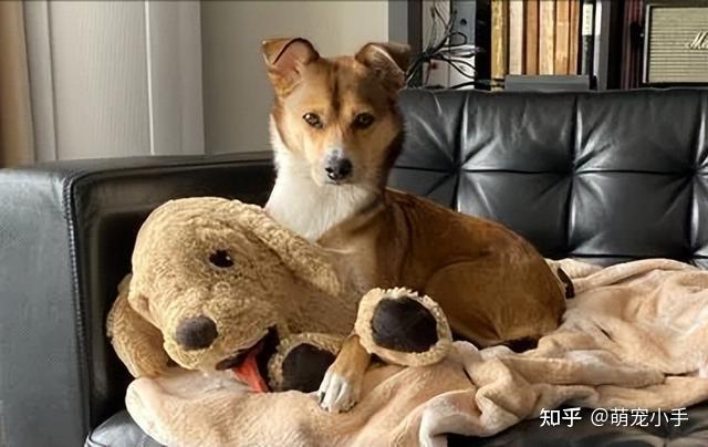 我家狗子就爱和我睡一个床,这是喜欢我吗? - 知乎