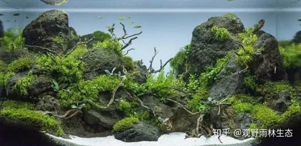 鱼缸造景 水草寿命大约是多久 草缸水草种子能活多久 Urpimp网