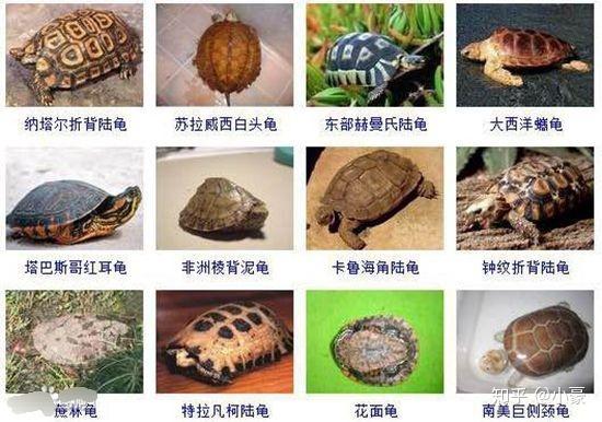 乌龟种类有多少种?