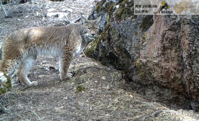 敢与虎狼相争,“恣意”在食物链顶端的大猫—猞猁 - 知乎