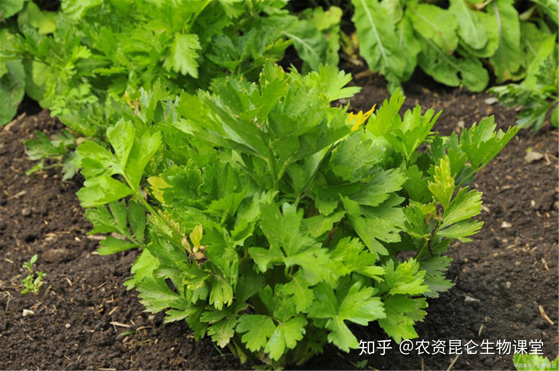 芹菜底肥怎麼用長勢好芹菜底肥的正確使用方法