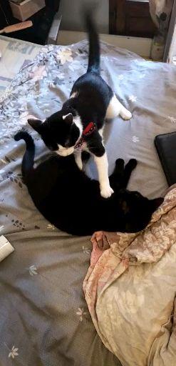 小狸花猫总是咬人怎么办 知乎 小狸花猫总是咬人怎么办 知乎