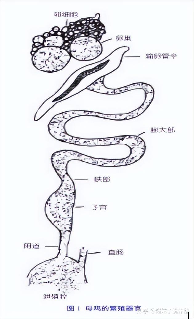 母鸡蛋道图 泄殖腔图片