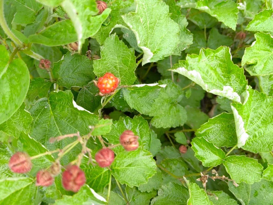 瓜棚旁有不少扫帚苗,这野菜嫩时可以掐叶子做菜,冬天枯了能做扫地的