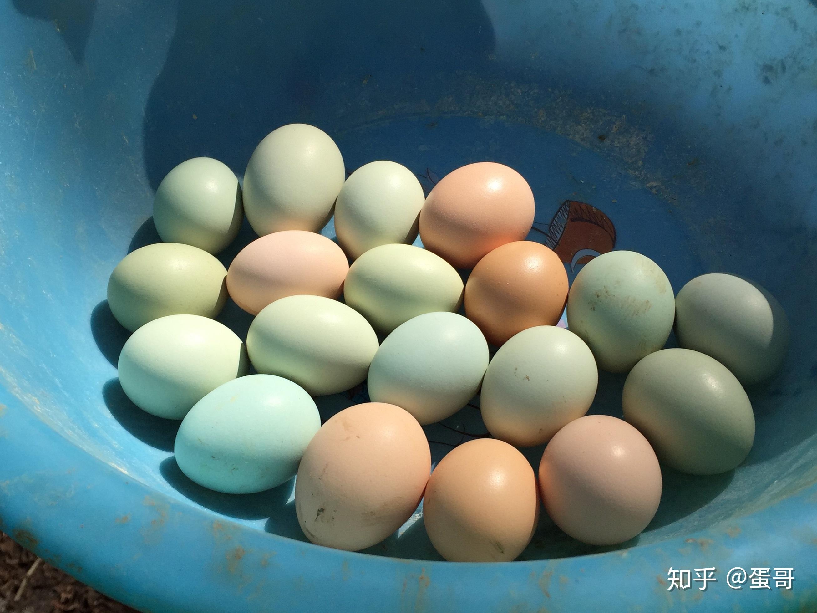 土鸡蛋|摄影|产品摄影|食物摄影Sunny酱 - 原创作品 - 站酷 (ZCOOL)