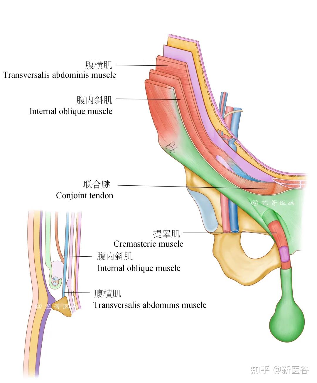 补洞第一步便是了解其位置和构造,疝修补术首先要清楚腹股沟区解剖