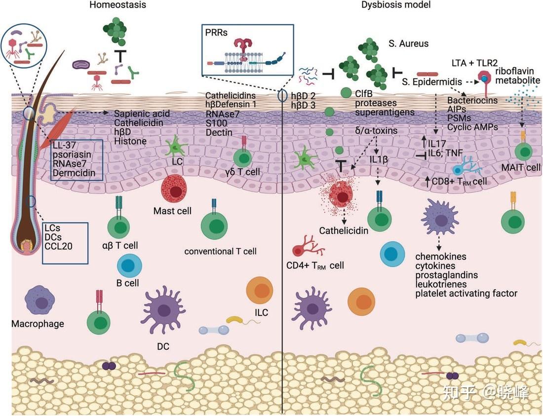 皮肤菌群如何影响皮肤健康？益生菌/元能拯救烂脸吗？ - 知乎