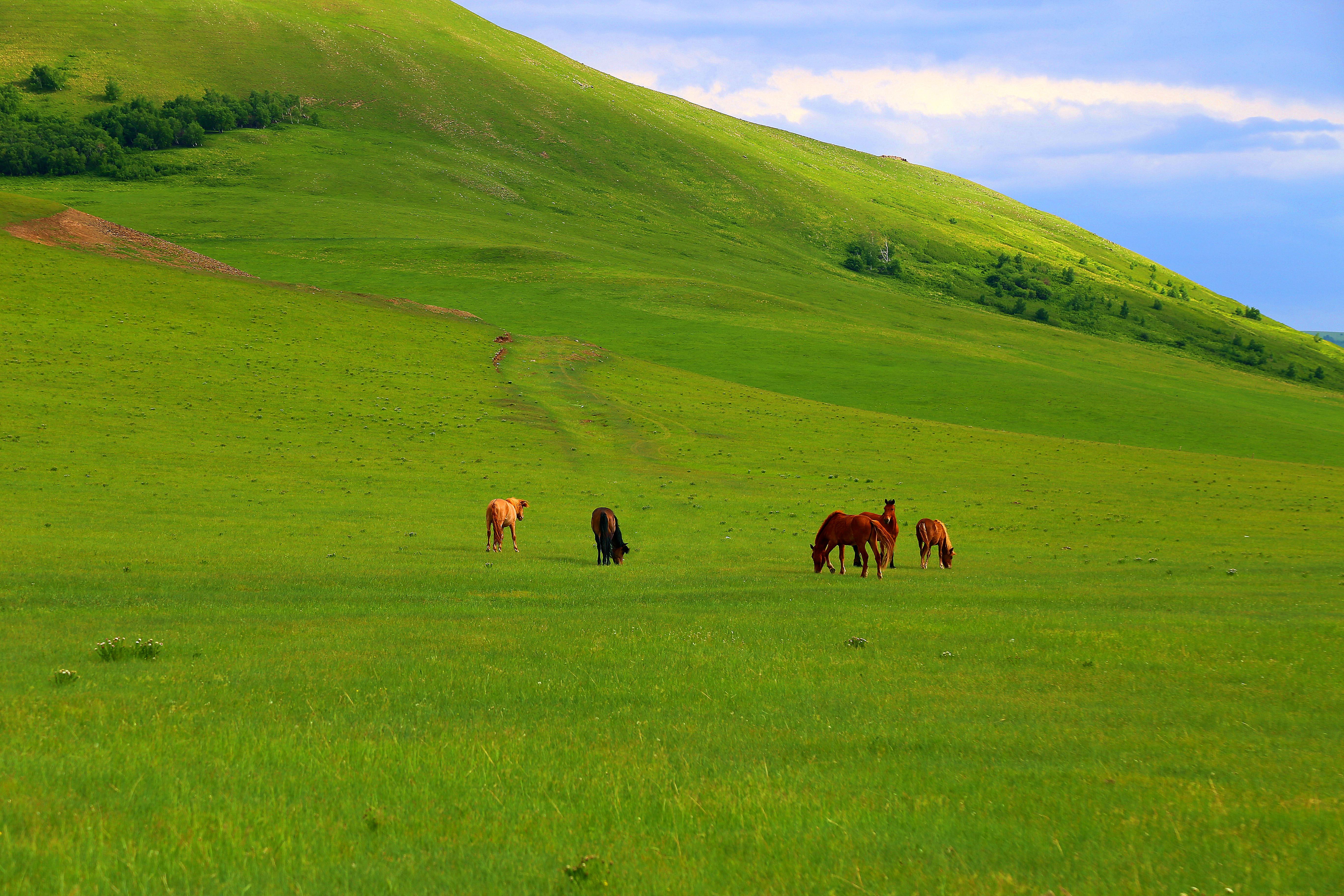 中国最美的草原——呼伦贝尔大草原老舍笔下天下第一曲水——莫日格勒