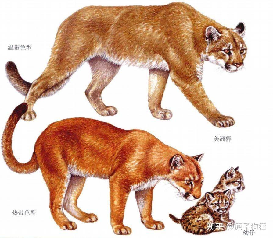 猫亚科的老大美洲狮到底是什么样的