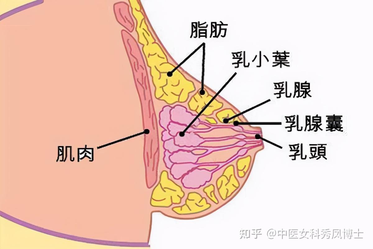 乳房走肝經春季是疏通保健乳房的最好時機