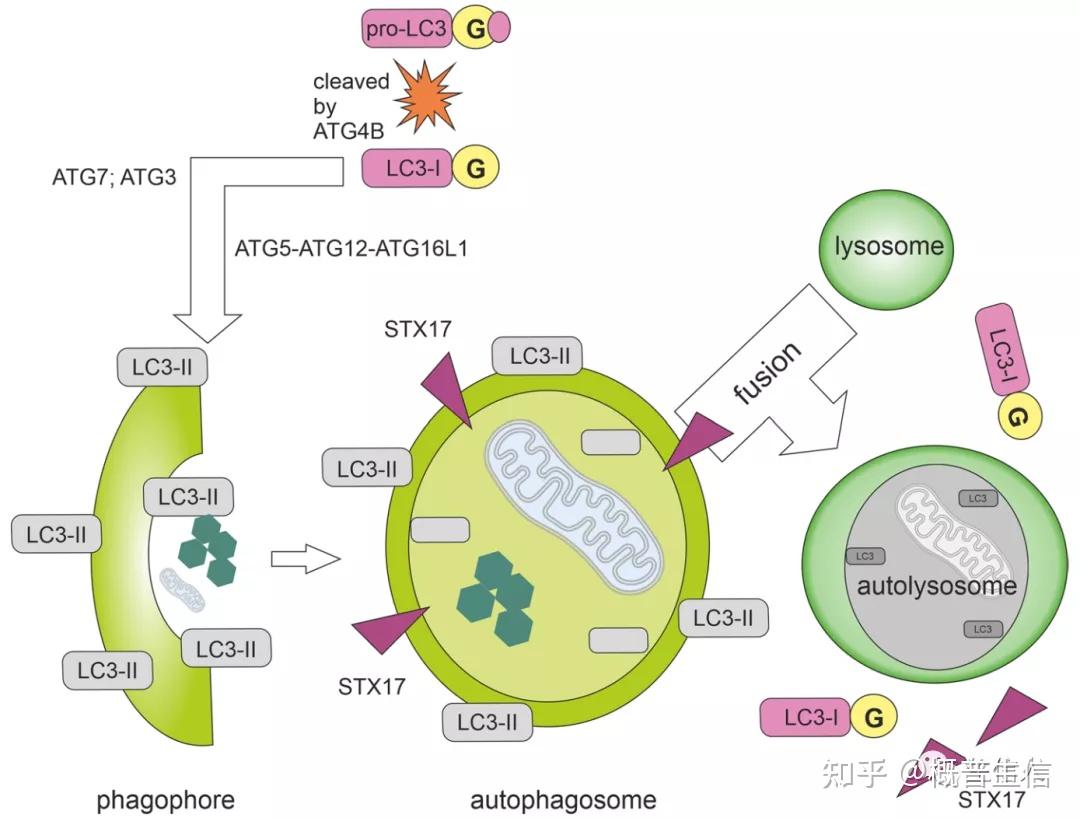 磷酸化iii型磷脂酰肌醇3-激酶(pi3k)复合体i(由vps34,vps15,beclin1