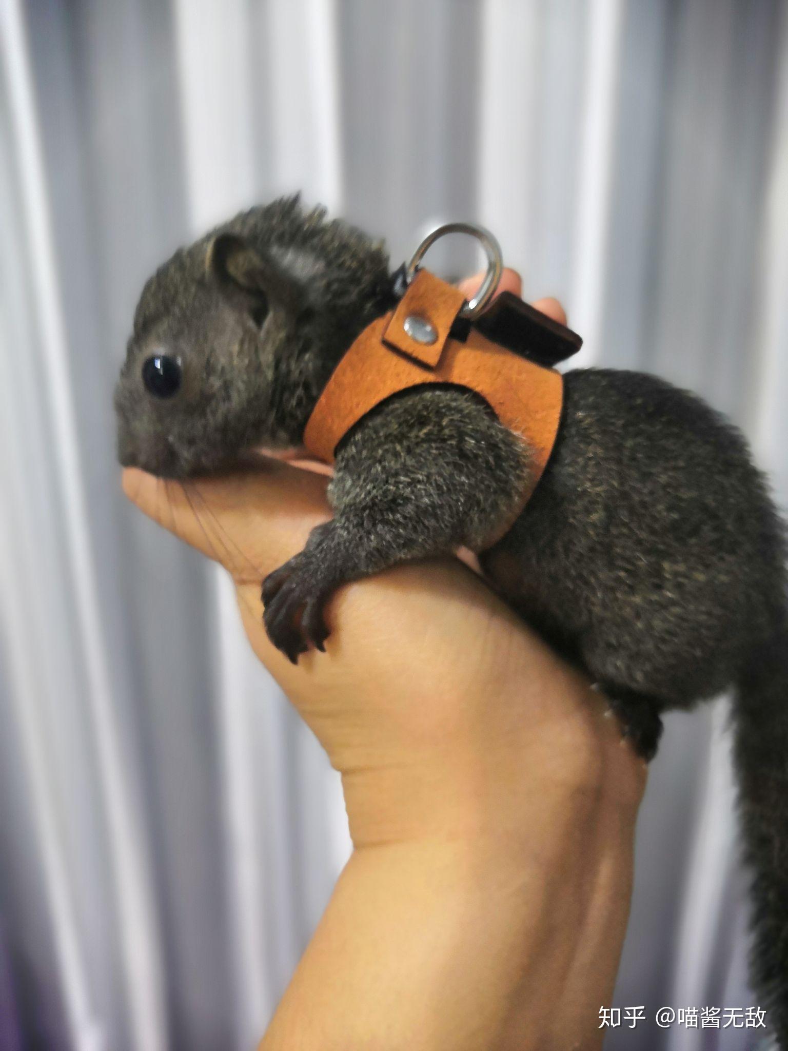 红腹松鼠怎么养?~卡卡的日常生活