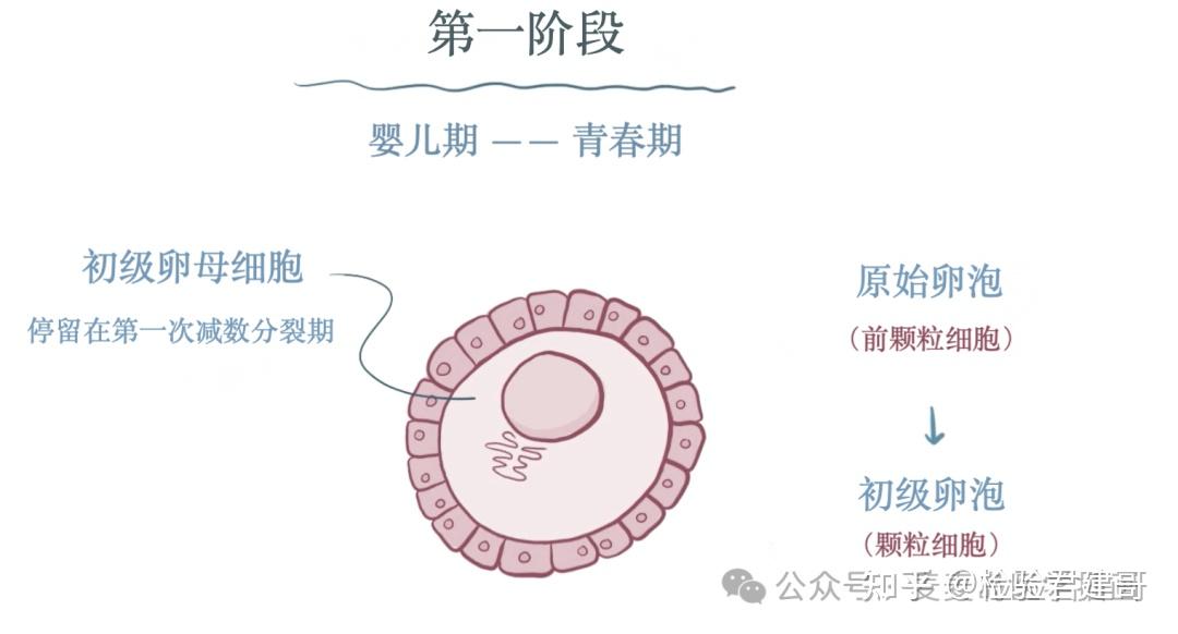 超详细的卵泡发育过程插画!学习生殖必须要知道的基础 - 知乎