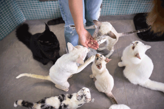 养猫的男人一般都是这些性格 - 知乎