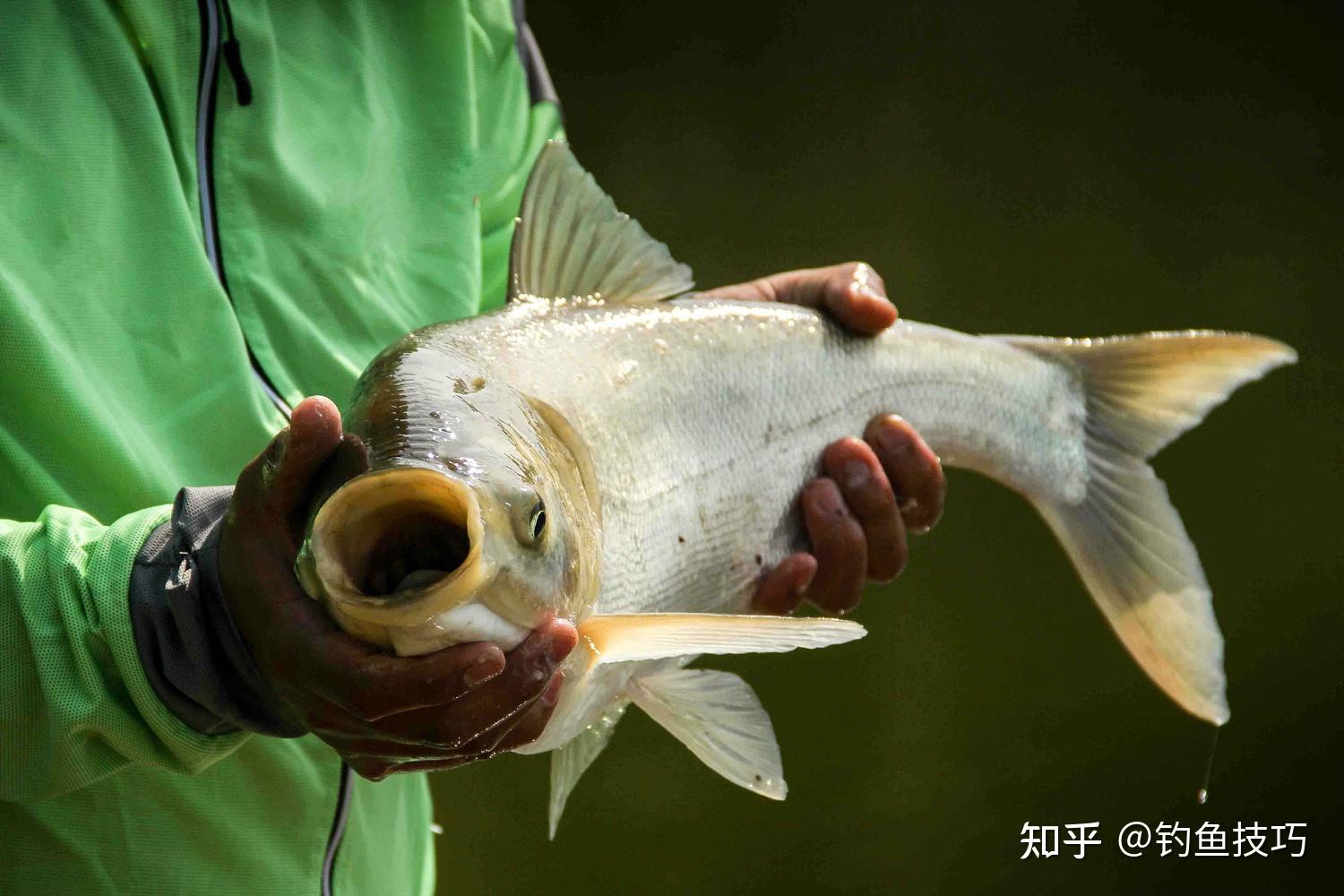 钓鲢鳙的5大要点,每一点都非常有用,钓好鲢鳙的关键技巧 - 知乎