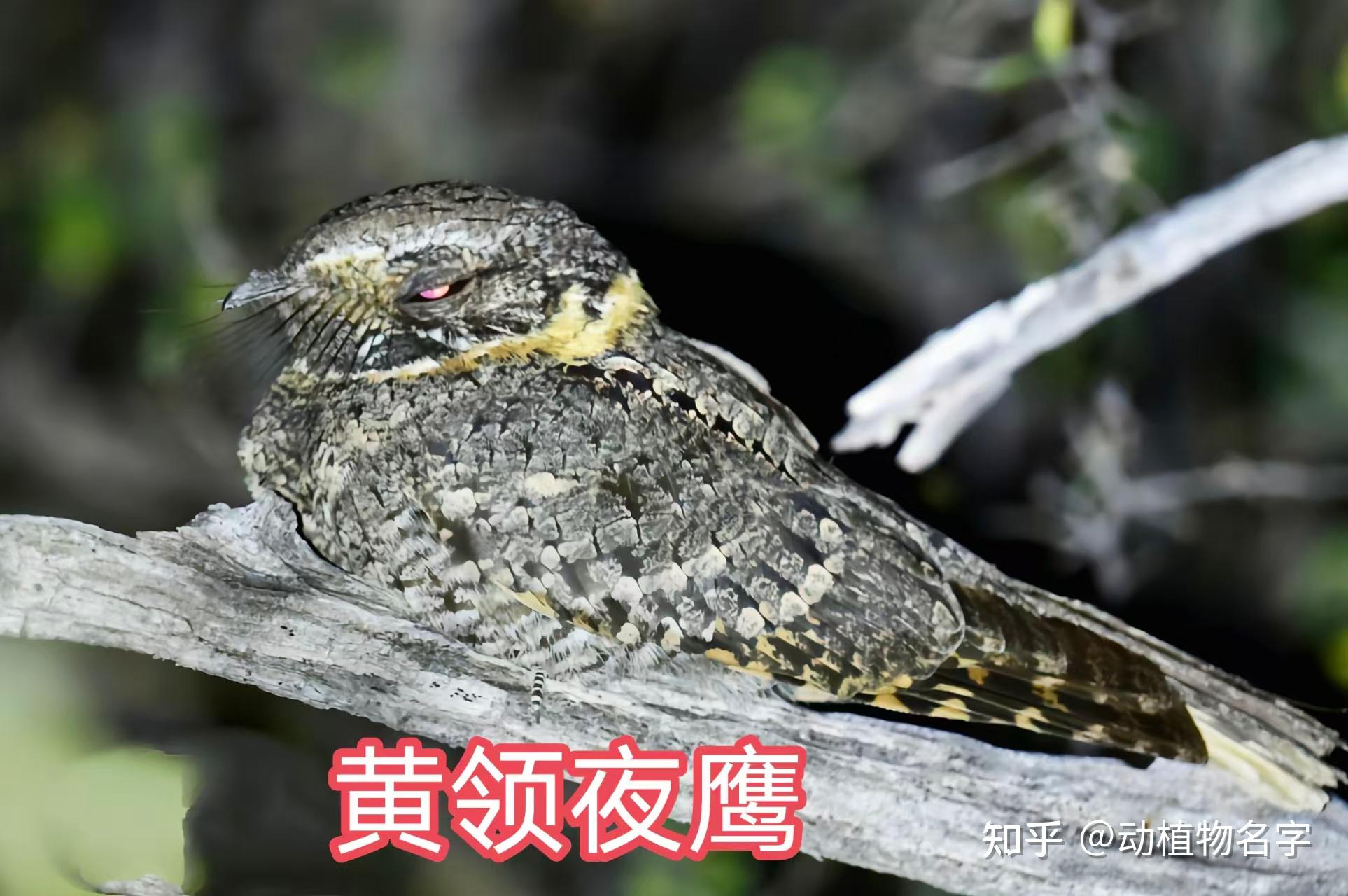 89图带你走进夜鹰目鸟类的世界 - 知乎