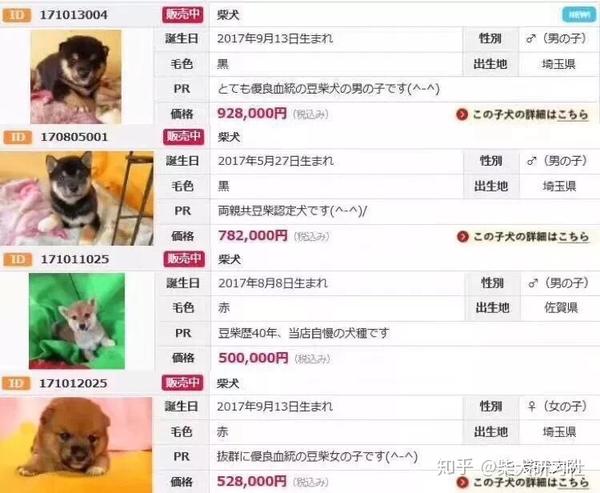 大探究 柴犬在日本价格真的很高吗 知乎
