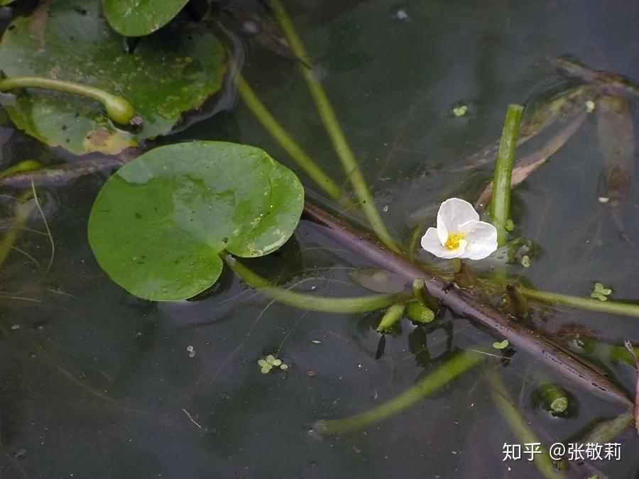 生态客【分科识花图鉴】7 水鳖科 - 知乎