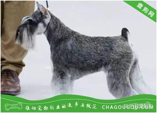 雪纳瑞犬的修剪有什么特点?