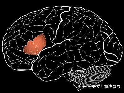 儿童大脑发育的最佳方法,“布罗卡氏区”给你答案! - 知乎