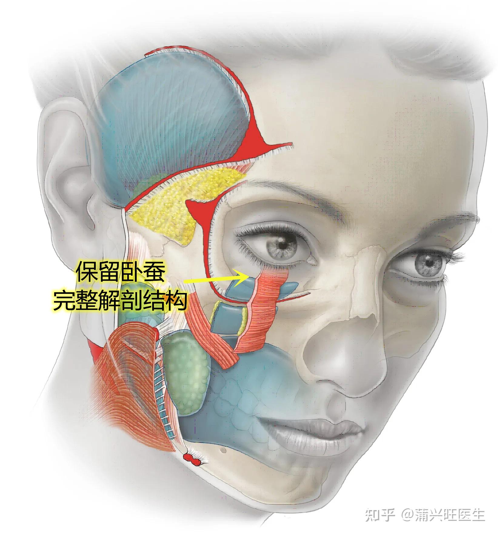 眼轮匝肌睑部图片