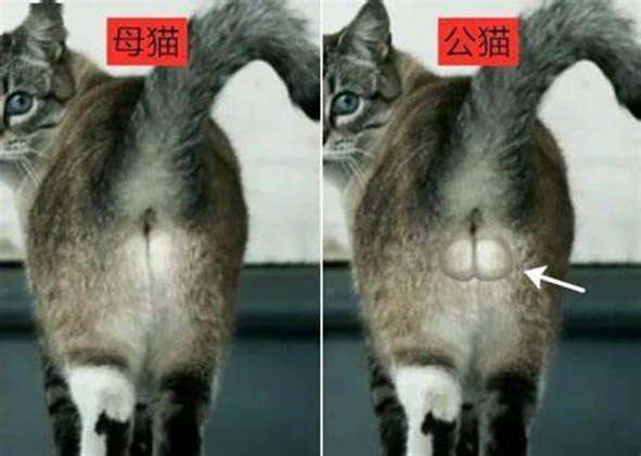 猫的器官位置图图片