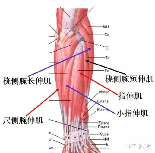 肘关节肌肉解剖结构图图片