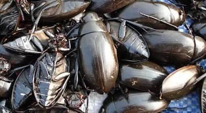 重口味钟村三宝,问你怕未?