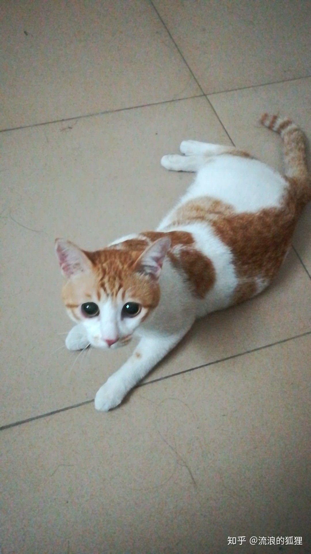 我的猫从血气方刚的小青年变成了公公