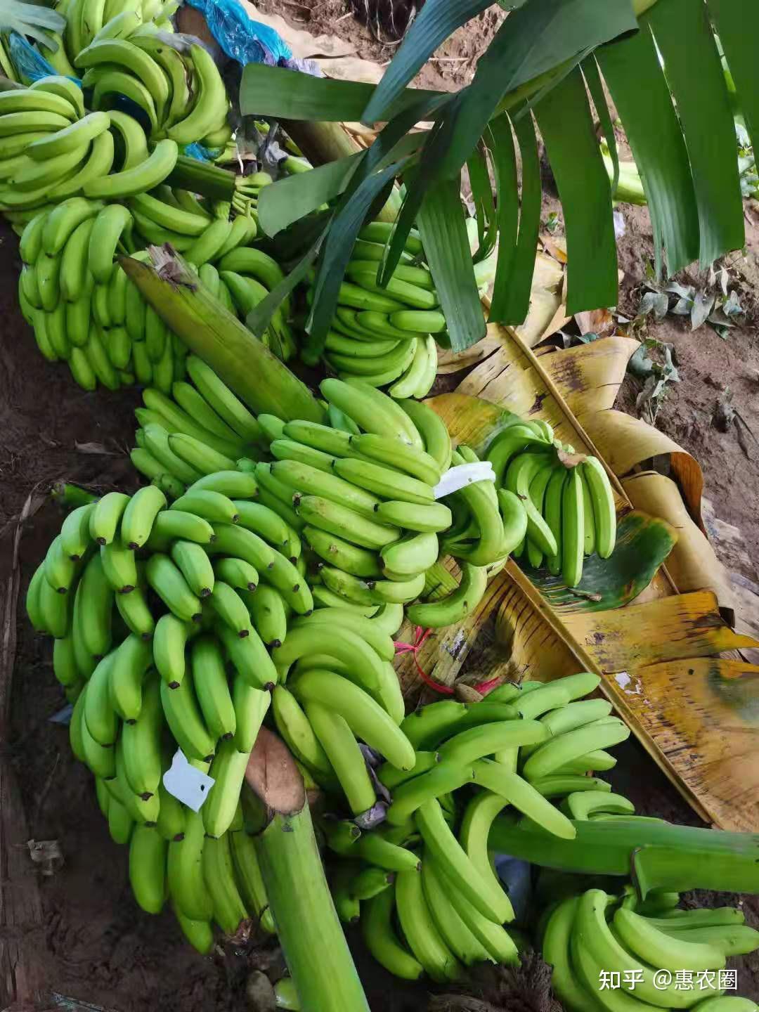 缅北香蕉烂市上百万吨卖不出去国内香蕉涨20国外淘金是赌
