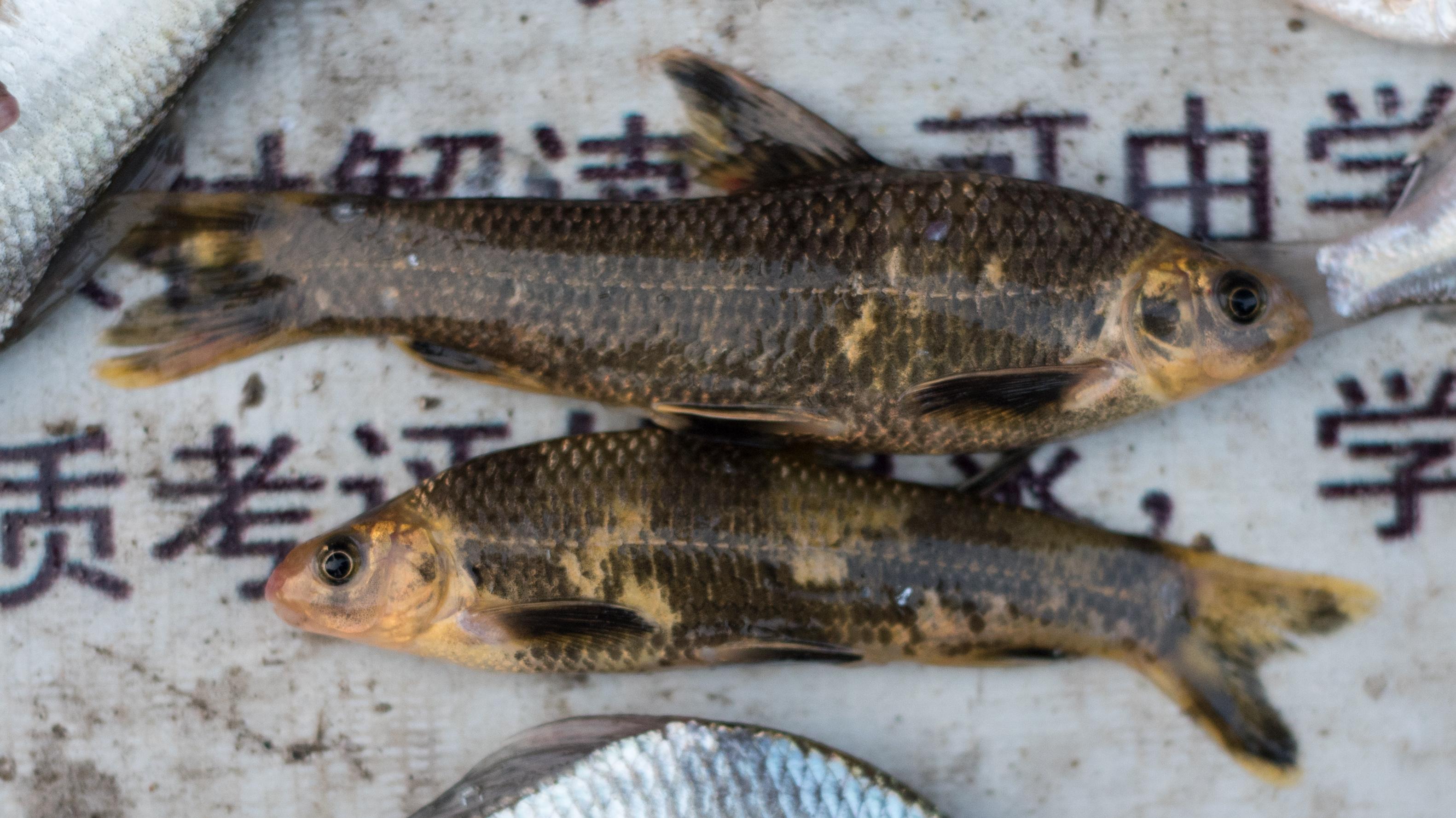 北京市新规并未禁食人工合法养殖的任何鱼类
