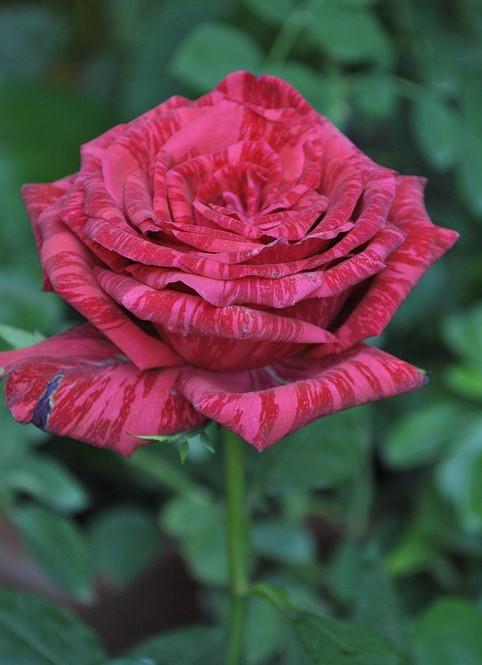 n种条纹月季你更喜欢哪一个