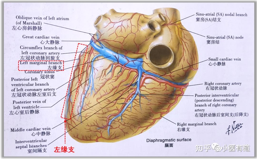 左冠状动脉前室间支图片