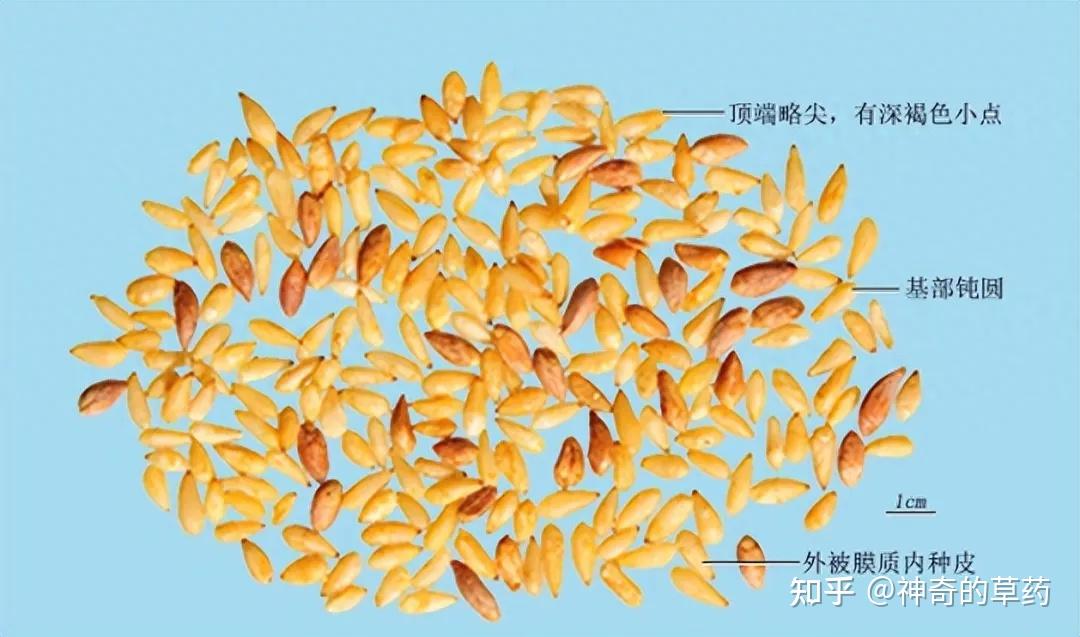带你辨别中药材柏子仁 - 知乎