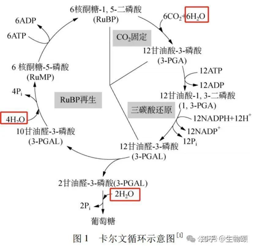 光合作用有无水的产生,如果有的话在哪个阶段? - 知乎