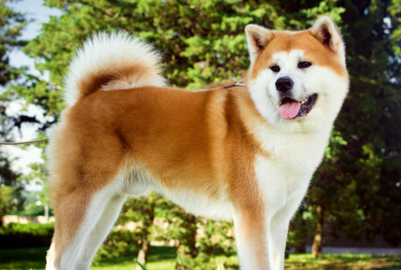 秋田犬月经一年几次