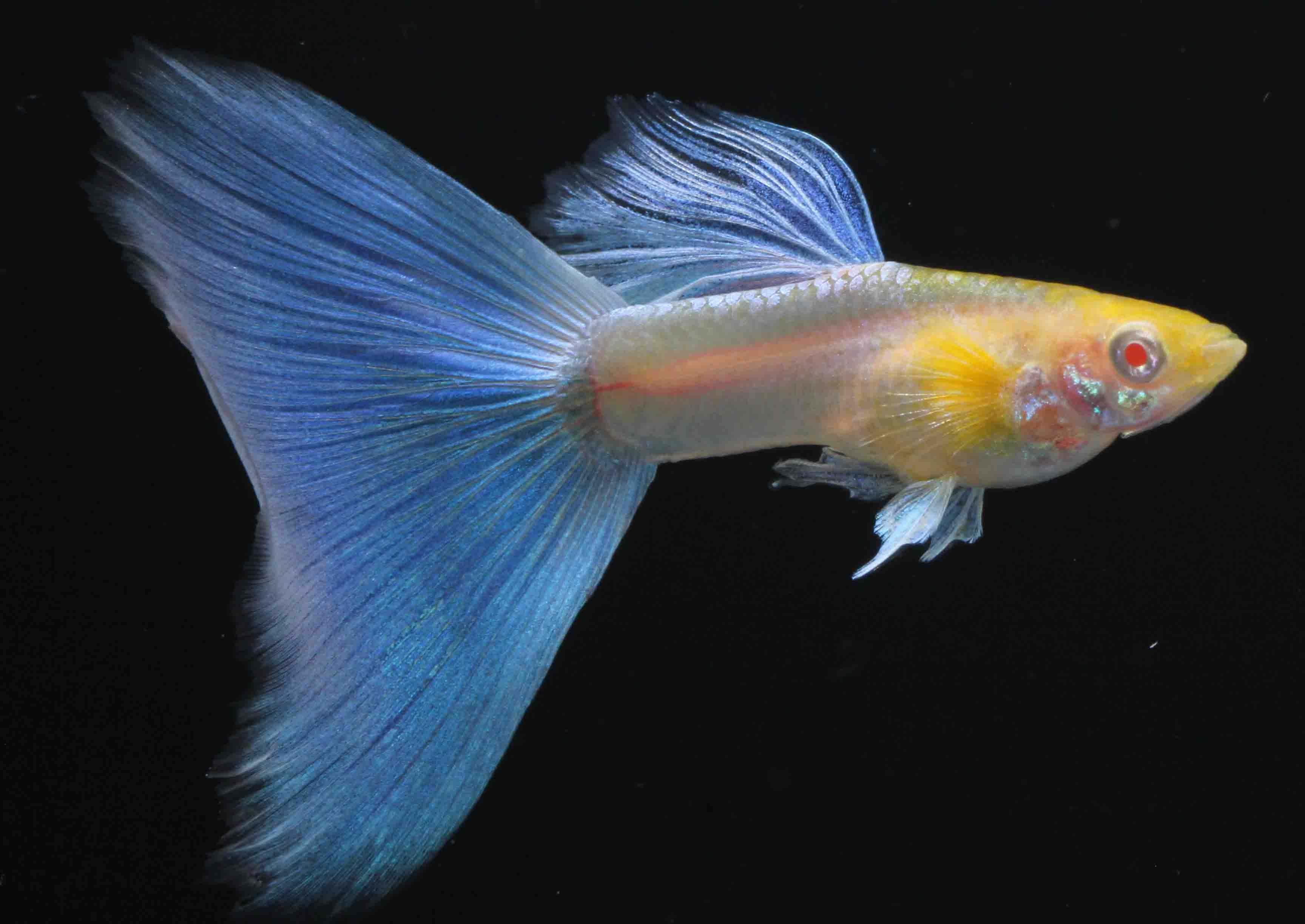 观赏鱼|金鱼|热带鱼|观赏性排行榜