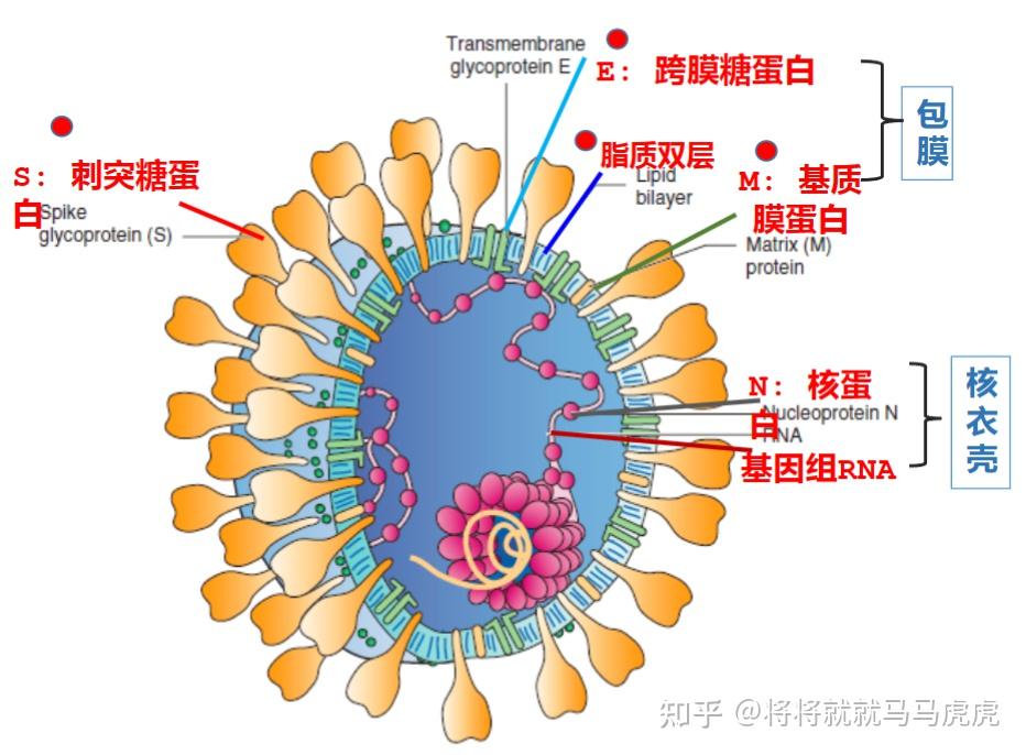 冠状病毒的形态与结构